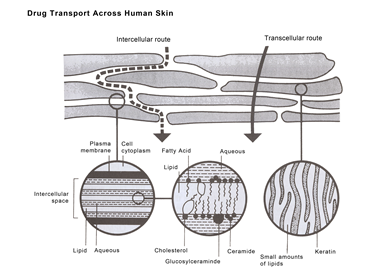 TRANSDERMAL DELIVERY SYSTEMS by Phyllis Hsieh
